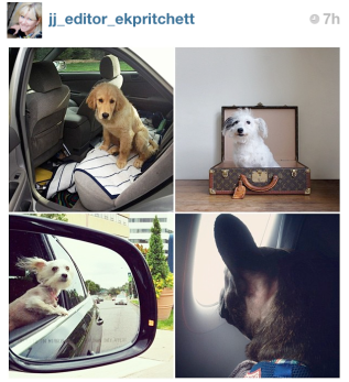One of the #JJ editors featured my photo (top-left) of our family dog, Cooper, today for the theme of travel. Cooper is always trying to sneak into the car with me, and how can I say no with those eyes?!